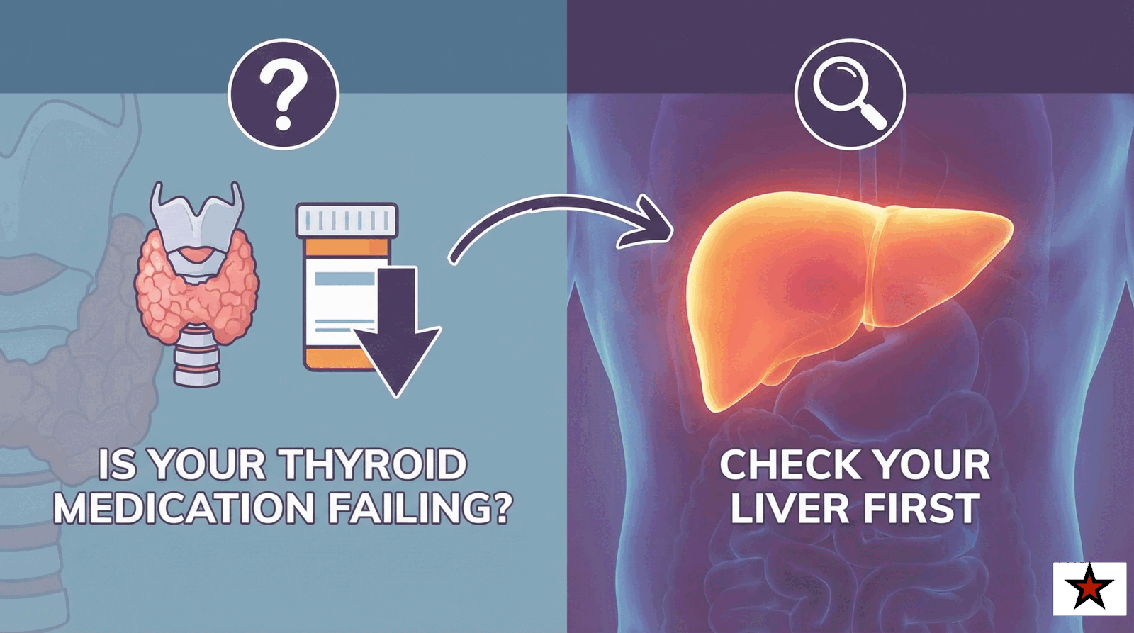 Thyroid Medication and Liver Connection
